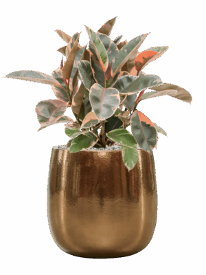 Ficus Elastica Belize In Balloon D 21 H 65 cm - PlantenShop24 - 10-09-2025