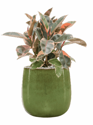 Ficus Elastica Belize In Balloon D 21 H 65 cm - PlantenShop24 - 10-09-2025