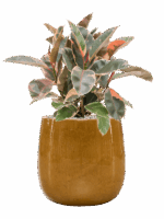 Ficus Elastica Belize In Balloon D 21 H 65 cm - PlantenShop24 - 10-09-2025