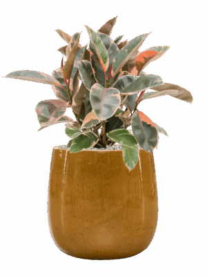Ficus Elastica Belize In Balloon D 21 H 65 cm - PlantenShop24 - 10-09-2025