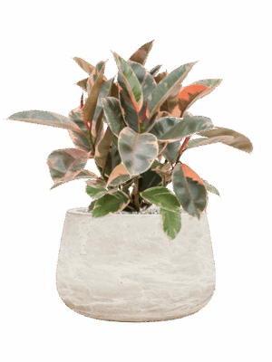 Ficus Elastica Belize In Baq Algar D 21 H 58 cm - PlantenShop24 - 10-09-2025