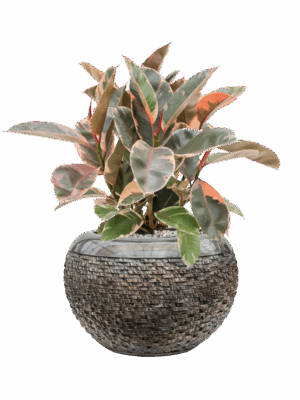 Ficus Elastica Belize In Baq Luxe Lite Universe Layer D 21 H 58 cm - PlantenShop24 - 10-09-2025