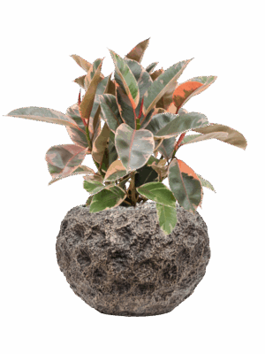 Ficus Elastica Belize In Baq Luxe Lite Universe Moon D 21 H 58 cm - PlantenShop24 - 10-09-2025