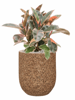 Ficus Elastica Belize In Baq Naturescast D 21 H 68 cm - PlantenShop24 - 10-09-2025