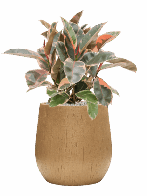 Ficus Elastica Belize In Baq Raindrop D 21 H 66 cm - PlantenShop24 - 10-09-2025