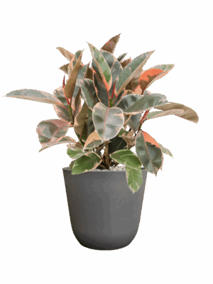 Ficus Elastica Belize In Palermo D 21 H 56 cm - PlantenShop24 - 10-09-2025