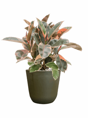 Ficus Elastica Belize In Palermo D 21 H 57 cm - PlantenShop24 - 10-09-2025
