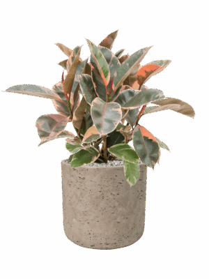 Ficus Elastica Belize In Rough D 21 H 58 cm - PlantenShop24 - 10-09-2025