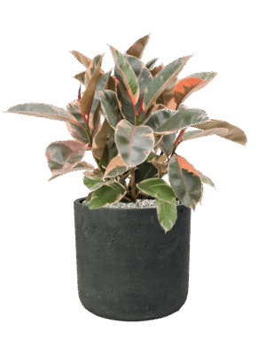 Ficus Elastica Belize In Rough D 21 H 58 cm - PlantenShop24 - 10-09-2025