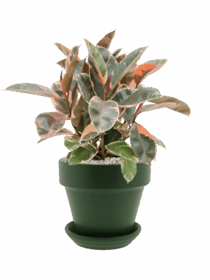 Ficus Elastica Belize In Urbann D 21 H 60 cm - PlantenShop24 - 10-09-2025