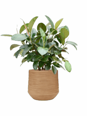 Ficus Elastica Robusta In Baq Dune D 22 H 98 cm - PlantenShop24 - 08-09-2025