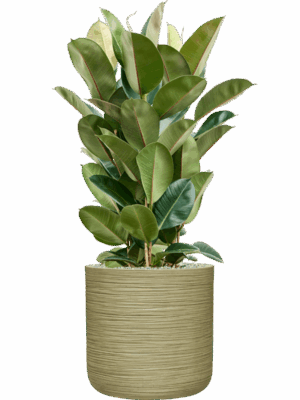 Ficus Elastica Robusta In Baq Dune D 27 H 110 cm - PlantenShop24 - 16-09-2025