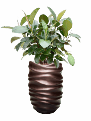 Ficus Elastica Robusta In Baq Gradient Lee D 22 H 119 cm - PlantenShop24 - 08-09-2025