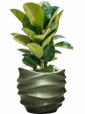 Ficus Elastica Robusta In Baq Gradient Lee D 24 H 87 cm - PlantenShop24 - 05-09-2025