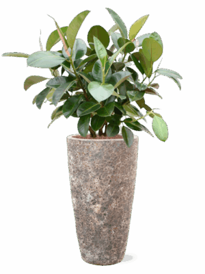 Ficus Elastica Robusta In Baq Lava D 22 H 126 cm - PlantenShop24 - 08-09-2025