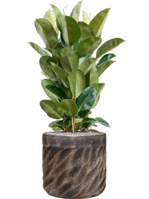 Ficus Elastica Robusta In Baq Luxe Lite Universe Wave D 27 H 110 cm - PlantenShop24 - 16-09-2025
