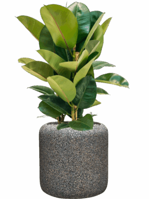 Ficus Elastica Robusta In Baq Naturescast D 24 H 87 cm - PlantenShop24 - 05-09-2025