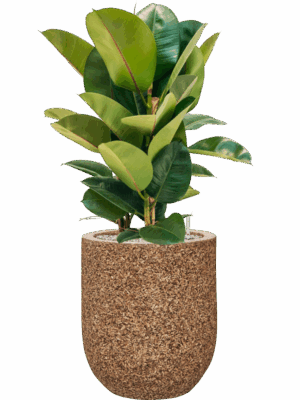 Ficus Elastica Robusta In Baq Naturescast D 24 H 93 cm - PlantenShop24 - 05-09-2025