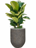Ficus Elastica Robusta In Baq Naturescast D 24 H 93 cm - PlantenShop24 - 05-09-2025