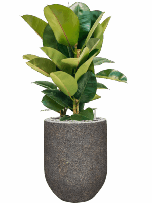 Ficus Elastica Robusta In Baq Naturescast D 24 H 93 cm - PlantenShop24 - 05-09-2025