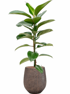Ficus Elastica Robusta In Baq Opus Hit D 18 H 144 cm - PlantenShop24 - 15-09-2025