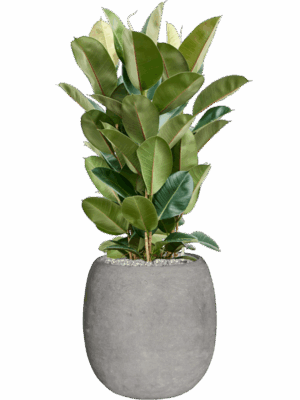 Ficus Elastica Robusta In Baq Polystone Coated Plain D 27 H 113 cm - PlantenShop24 - 16-09-2025
