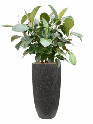 Ficus Elastica Robusta In Baq Raindrop D 22 H 124 cm - PlantenShop24 - 08-09-2025