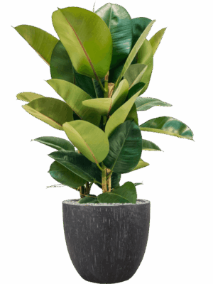 Ficus Elastica Robusta In Baq Raindrop D 24 H 109 cm - PlantenShop24 - 05-09-2025