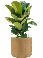 Ficus Elastica Robusta In Baq Raindrop D 24 H 86 cm - PlantenShop24 - 05-09-2025