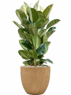 Ficus Elastica Robusta In Baq Raindrop D 27 H 105 cm - PlantenShop24 - 16-09-2025