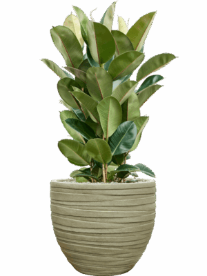 Ficus Elastica Robusta In Baq Tornado D 27 H 111 cm - PlantenShop24 - 16-09-2025