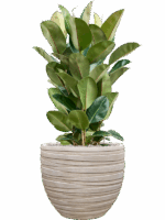 Ficus Elastica Robusta In Baq Tornado D 27 H 111 cm - PlantenShop24 - 16-09-2025