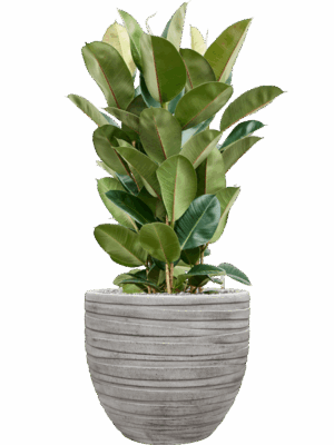 Ficus Elastica Robusta In Baq Tornado D 27 H 112 cm - PlantenShop24 - 16-09-2025