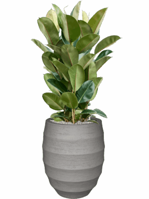 Ficus Elastica Robusta In Bordo D 27 H 121 cm - PlantenShop24 - 16-09-2025