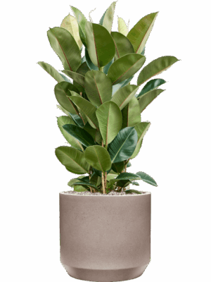 Ficus Elastica Robusta In Rotunda Urban D 27 H 107 cm - PlantenShop24 - 16-09-2025
