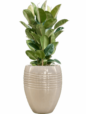Ficus Elastica Robusta In Traces D 27 H 127 cm - PlantenShop24 - 16-09-2025
