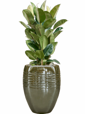 Ficus Elastica Robusta In Traces D 27 H 128 cm - PlantenShop24 - 16-09-2025