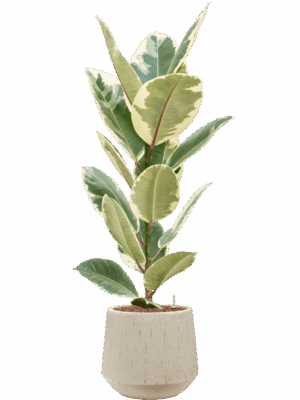 Ficus Elastica Tineke In Baq Raindrop D 18 H 108 cm - PlantenShop24 - 01-09-2025