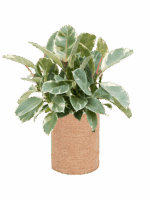 Ficus Elastica Tineke In Lechuza Trendcover Cork D 21 H 50 cm - PlantenShop24 - 10-09-2025