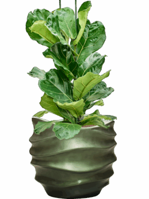 Ficus Lyrata In Baq Gradient Lee D 18 H 87 cm - PlantenShop24 - 15-09-2025
