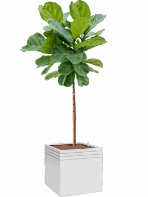 Ficus Lyrata In Baq Line-Up D 25 H 172 cm - PlantenShop24 - 15-09-2025