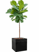 Ficus Lyrata In Baq Line-Up D 25 H 173 cm - PlantenShop24 - 15-09-2025