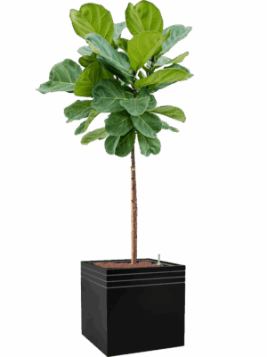 Ficus Lyrata In Baq Line-Up D 25 H 173 cm - PlantenShop24 - 15-09-2025