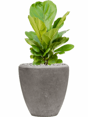Ficus Lyrata In Baq Polystone Plain D 21 H 52 cm - PlantenShop24 - 02-09-2025