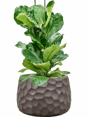 Ficus Lyrata In Baq Tortuga D 18 H 83 cm - PlantenShop24 - 15-09-2025