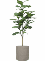 Ficus Lyrata In Rough D 40 H 159 cm - PlantenShop24 - 11-09-2025