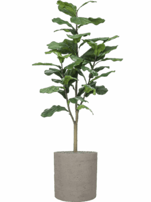 Ficus Lyrata In Rough D 40 H 159 cm - PlantenShop24 - 11-09-2025