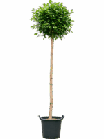 Ficus Microcarpa Moclame D 45 H 235 cm - PlantenShop24 - 02-09-2025