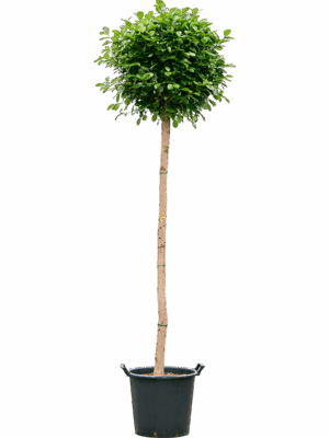 Ficus Microcarpa Moclame D 45 H 235 cm - PlantenShop24 - 02-09-2025