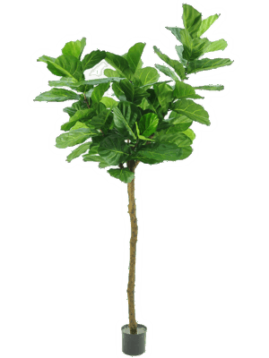 Fiddle Leaf Tree H 240 cm - PlantenShop24 - 01-09-2025